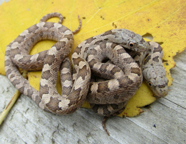 Yellow Rat Snakes